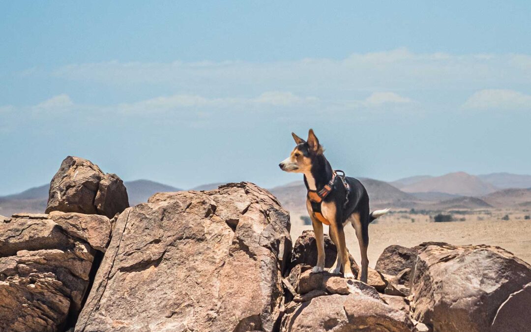 Overlanding Africa with a dog
