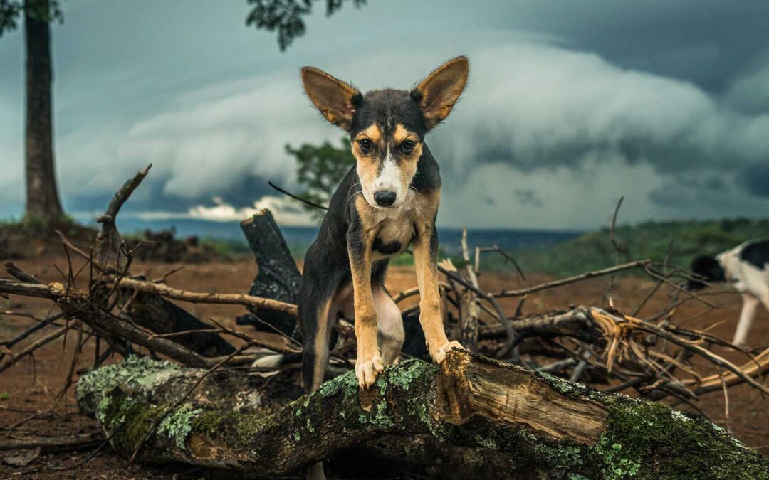 Travel essentials for overlanding with a dog