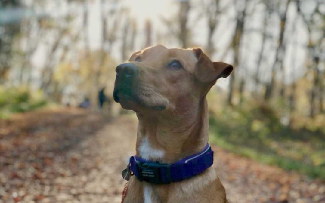 Overlanding in Africa with a dog – disease risk